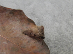 Exapate congelatella