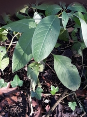 Phytolacca americana