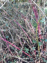 Phytolacca americana