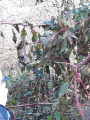 Phytolacca americana