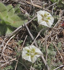 Chamaesaracha coniodes