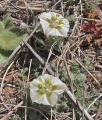 Chamaesaracha coniodes