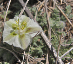 Chamaesaracha coniodes