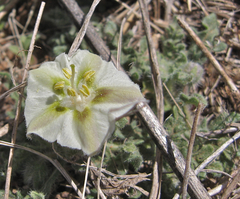 Chamaesaracha coniodes