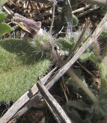 Chamaesaracha coniodes