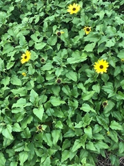 Helianthus debilis image