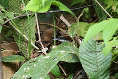 Pheugopedius fasciatoventris