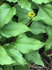 Helianthus debilis image