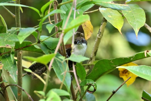 Pheugopedius fasciatoventris