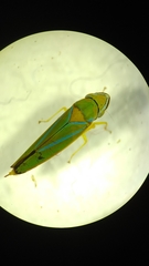 Graphocephala sasaima