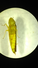 Graphocephala sasaima