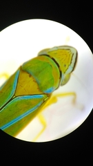 Graphocephala sasaima