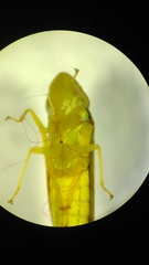 Graphocephala sasaima