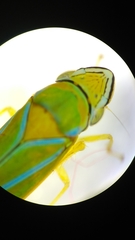 Graphocephala sasaima