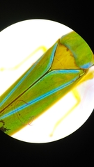 Graphocephala sasaima