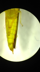 Graphocephala sasaima