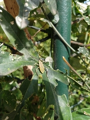 Holhymenia histrio