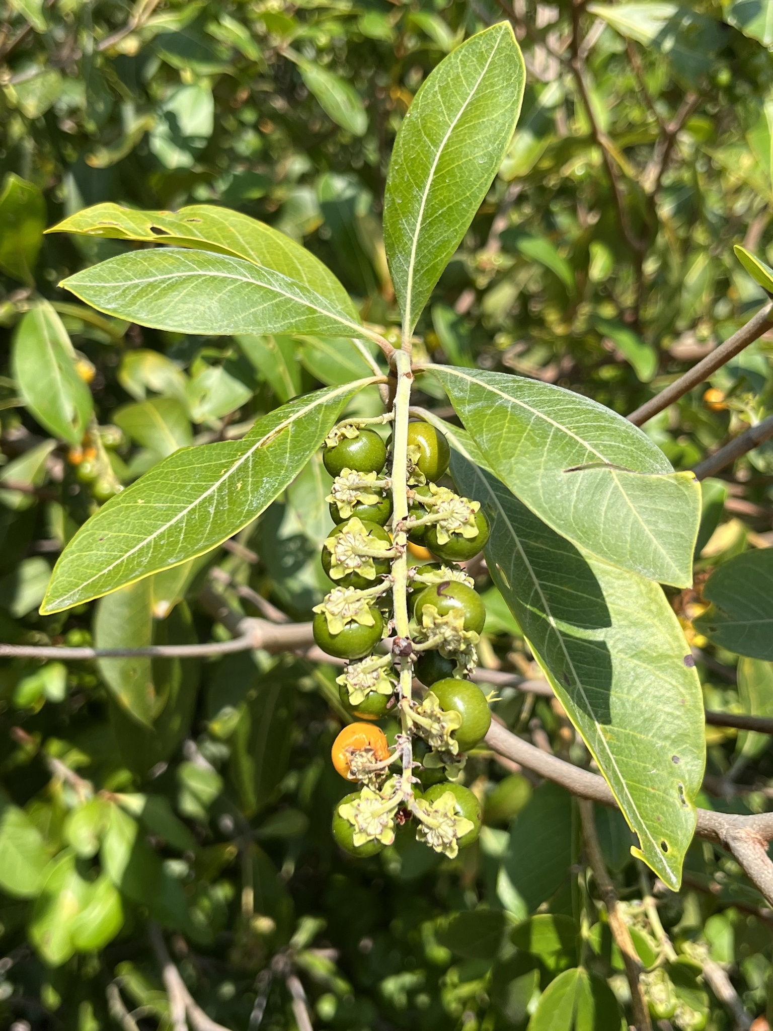 Byrsonima crassifolia