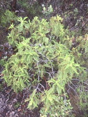Chamaebatia australis