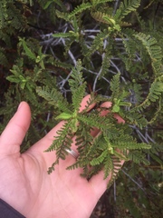 Chamaebatia australis