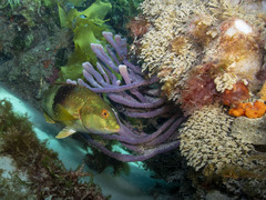 Lilac-Banded Parrotfish photo 4