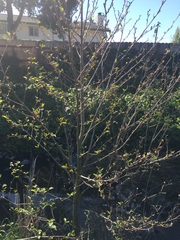 Alnus rhombifolia ovalis