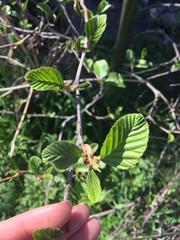 Alnus rhombifolia ovalis