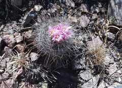 Echinofossulocactus ochoterenaus