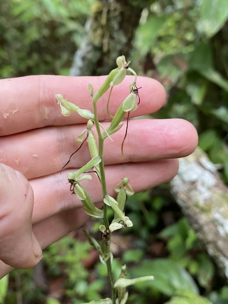 Habenaria avicula