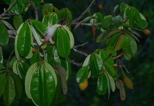 Pachira flaviflora (Pulle) Fern.Alonso 2