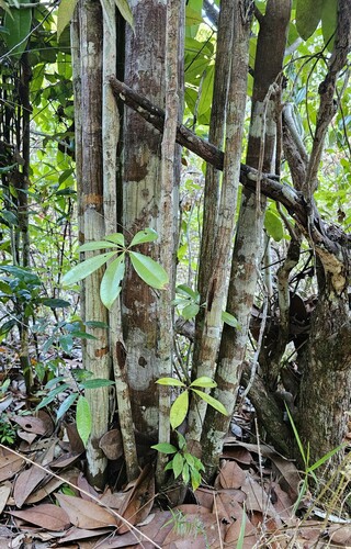 Pachira flaviflora (Pulle) Fern.Alonso 3