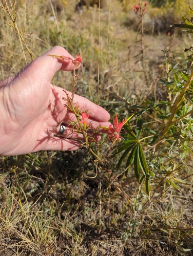 Wyoming Indian paintbrush (Castilleja linariifolia)
