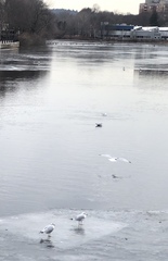 Larus delawarensis