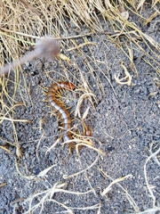 Scolopendra alternans