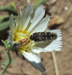 Acmaeodera