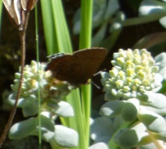 Callophrys augustinus iroides