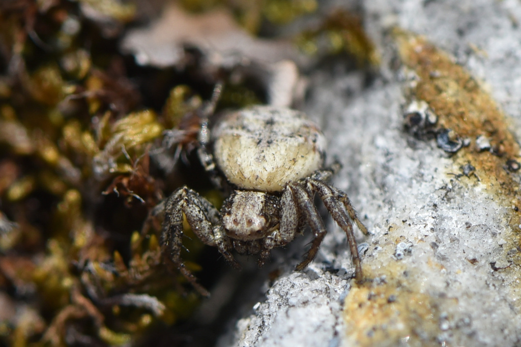 Psammitis labradorensis