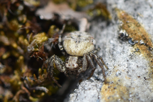Psammitis labradorensis