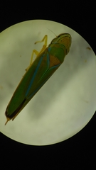 Graphocephala sasaima