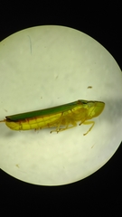 Graphocephala sasaima