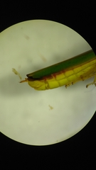 Graphocephala sasaima