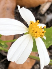 Bidens alba