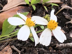 Bidens alba