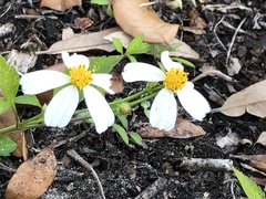 Bidens alba