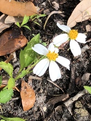 Bidens alba
