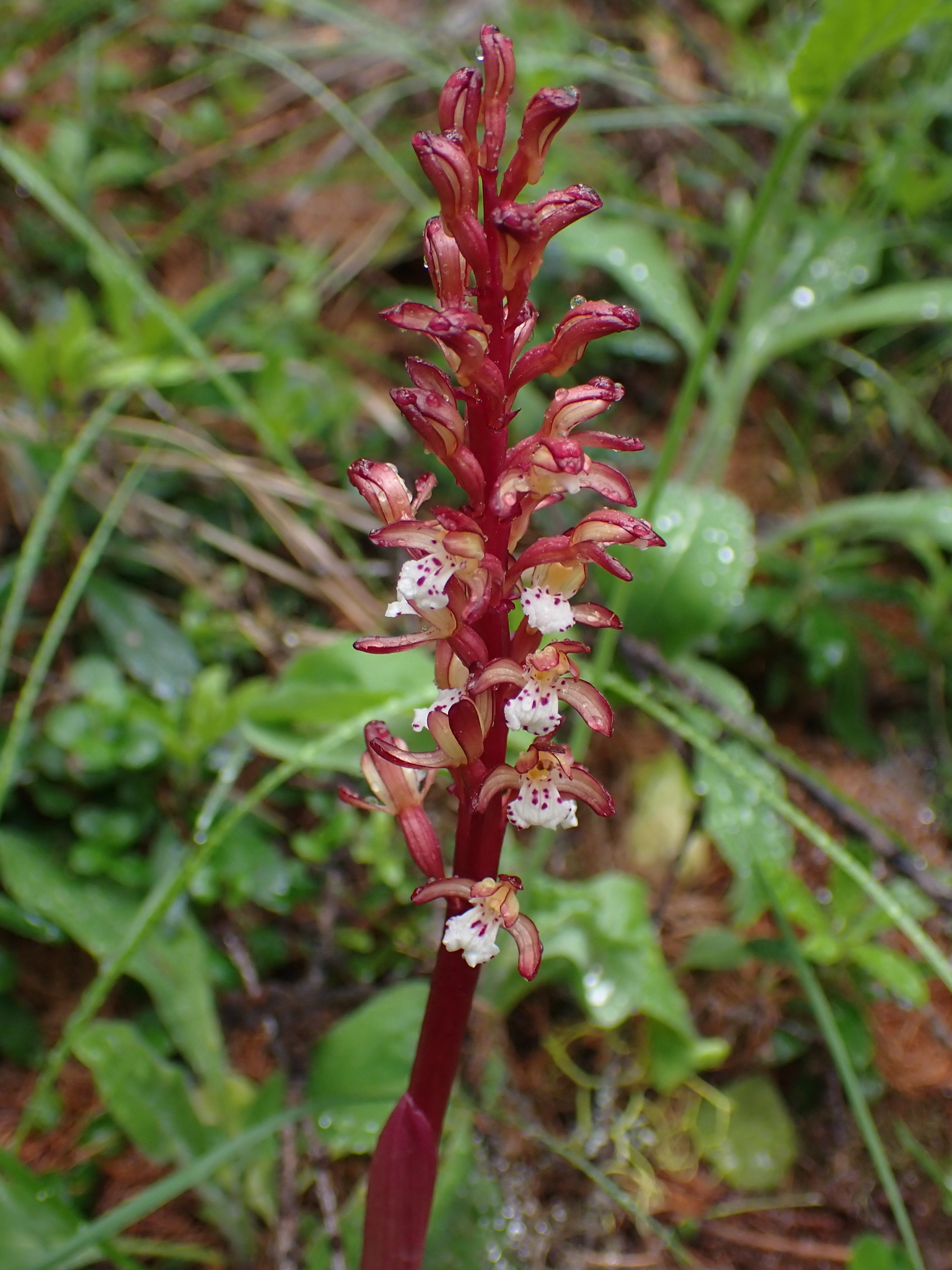 Corallorhiza maculata