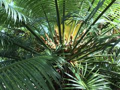 Cycas rumphii