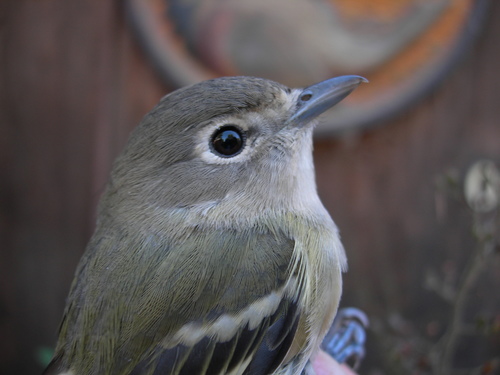 Cassin's Vireo