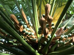 Cycas rumphii