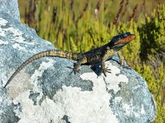 Pseudocordylus microlepidotus microlepidotus